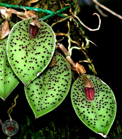 Pleurothallis dodsonii
