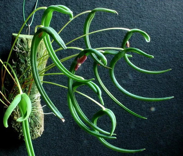 Pleurothallis portillae