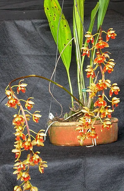 Rudolfiella picta