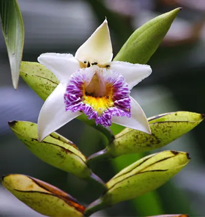 Sobralia luerorum