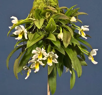 Trichocentrum popowianum