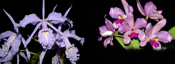 Cattleya maxima coerulea 'Hector' x amethystoglossa