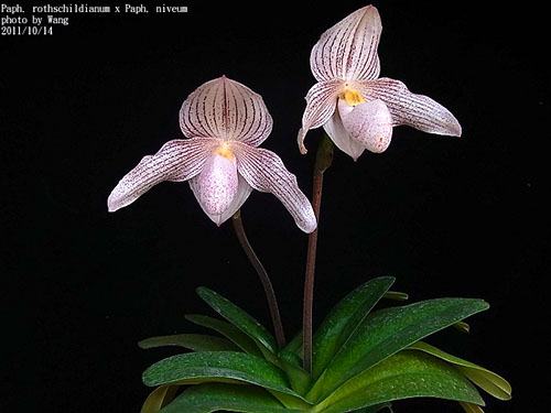 Paphiopedilum rothschildianum x niveum