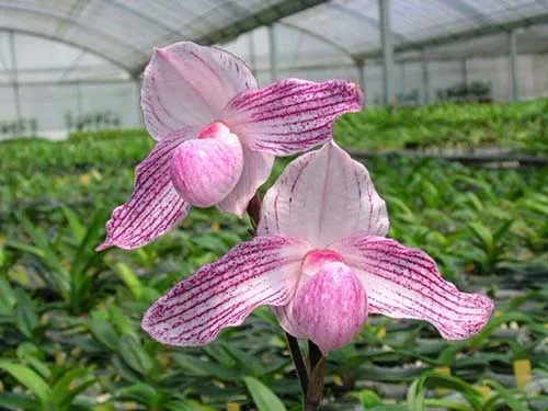 Paphiopedilum stonei x niveum