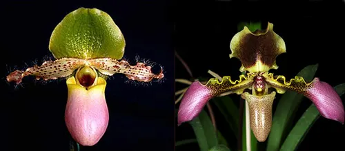 Paphiopedilum primulinum x hirsutissimum