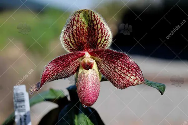 Paphiopedilum glaucophyllum x bellatulum