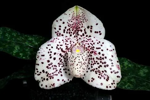 Paphiopedilum bellatulum x wenshanense