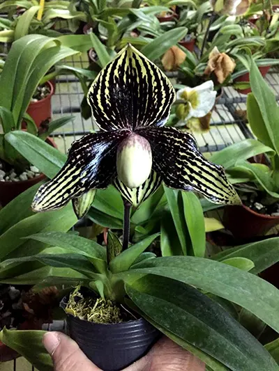 Paphiopedilum Daisy Barclay x leucochilum