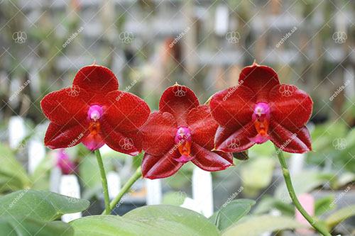 Phalaenopsis LD Sun Dragon 'Snake Scales'
