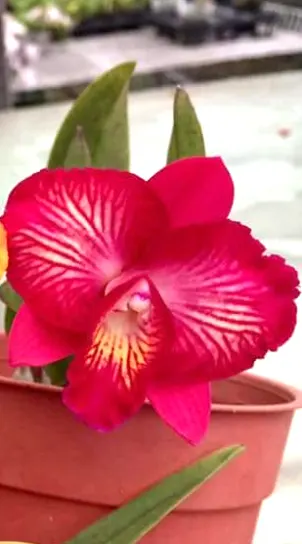 Sophrocattleya Cosmos