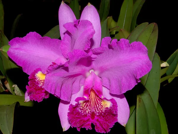 Cattleya lueddemanniana 'Cesar Fernandez' x 'Infierno'