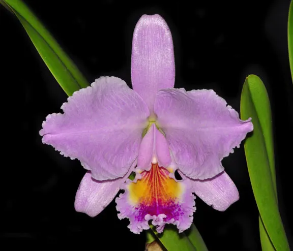 Cattleya lueddemanniana 'Cesar Fernandez' x 'Infierno' 'Nicanor'
