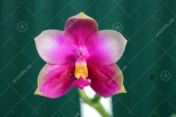 Phalaenopsis Mituo Prince x Samera