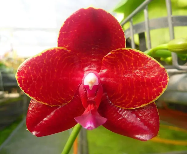 Phalaenopsis Mituo King 'Blood Spots'