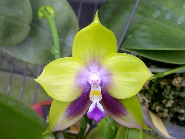 Phalaenopsis Mituo Prince 'Chin Ming'