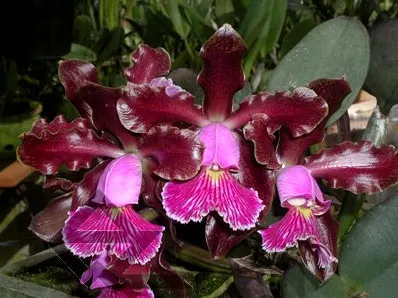 Cattleya schilleriana 'Ibiracu' x SELF