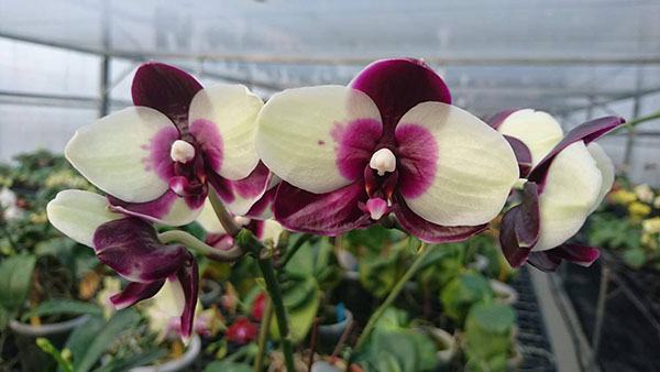Phalaenopsis Mituo Diamond 'Panda'