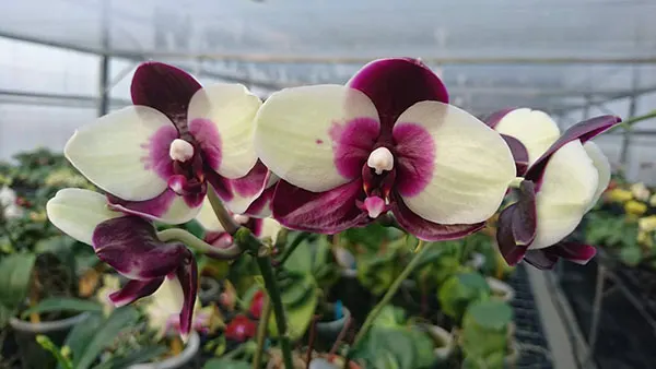 Phalaenopsis Mituo Diamond 'Panda'