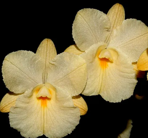Broughtonia sanguinea aurea