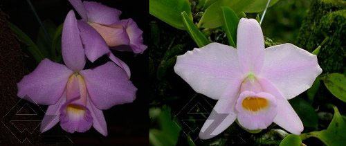 Laelia praestans concolor 'R Spadim' x 'Keco'