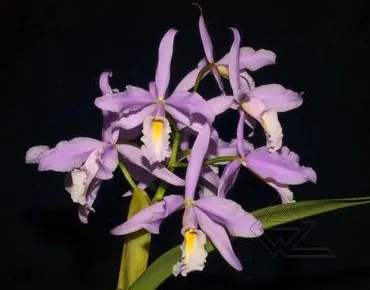 Cattleya maxima concolor white lip 'America' x SELF