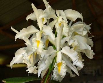 Cattleya maxima alba 'Drago' x self