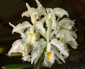 Cattleya maxima alba 'Drago' x self