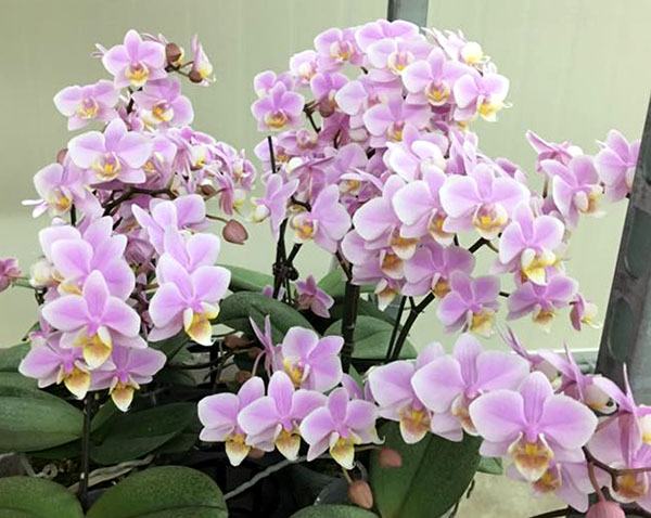 Phalaenopsis Pinlong Cherry (schilleriana x Cassandra)