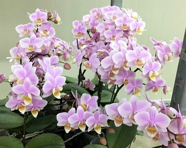 Phalaenopsis Pinlong Cherry (schilleriana x Cassandra)