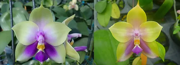 Phalaenopsis bellina 'blue' x Mituo Prince 'M#1'
