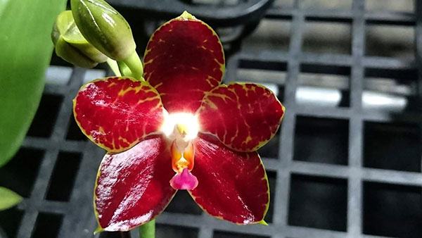 Phalaenopsis Pylo's Mosaic
