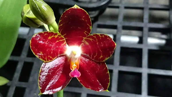 Phalaenopsis Pylo's Mosaic