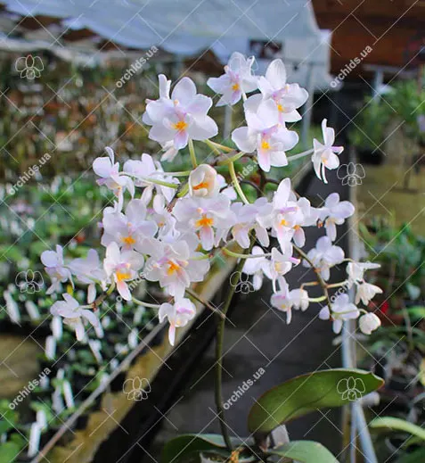 Phalaenopsis Liu's Twilight Rainbow x celebensis