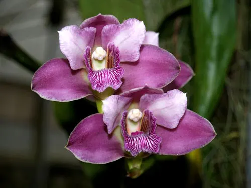 Bifrenaria tyrianthina escura 'AWZ'