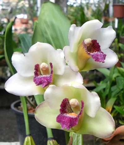 Bifrenaria tyrianthina semi alba escura '2' x tyrianthina semi alba escura '1'