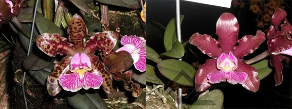 Cattleya schilleriana 'Olinda' x 'Preciosa'