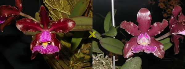 Cattleya schilleriana 'Sublime' x 'Preciosa'