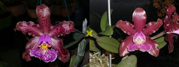 Cattleya schilleriana 'Surpresa' x 'Preciosa'