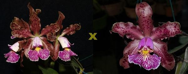 Cattleya schilleriana 'Zaslawski' x 'Surpresa'