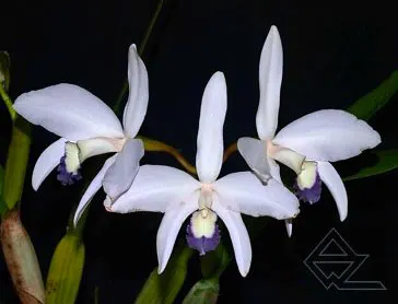Laelia perrinii coerulea 'Pedra Azul' (Z-635) SELF