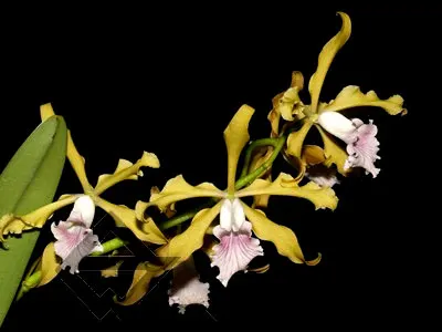 Laelia grandis coerulea venosa 'Estrela do Norte'