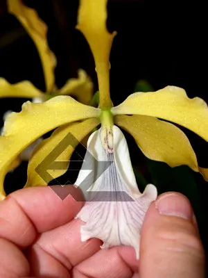 Laelia grandis coerulea venosa 'Estrela do Norte'