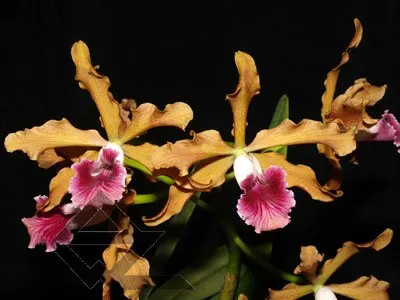 Laelia grandis (escura) 'Mazinho' SELF