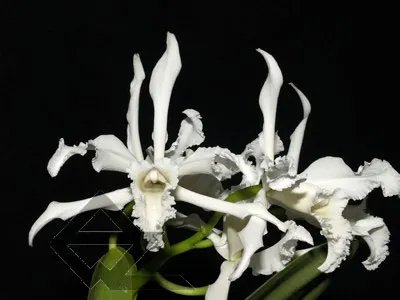 Laelia crispa alba 'Blanca' SELF