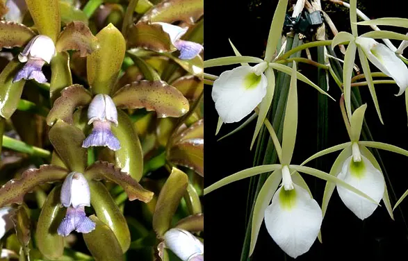 Cattleya guttata coerulea oliva sem pintas 'Monte Verde' x Brassavola tuberculata