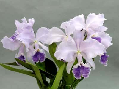 Cattleya warneri coerulea 'Boa Noite' x self