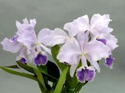 Cattleya warneri coerulea 'Boa Noite' x self