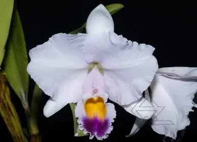 Cattleya trianae caerulea 'Pedra Azul' x trianae caerulea 'Camila'