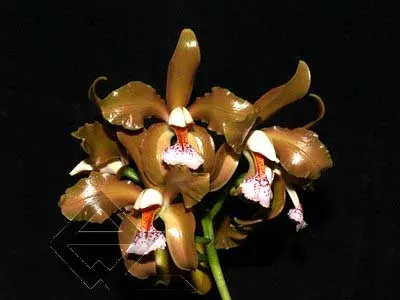 Cattleya schofieldiana 'Potira' XXX SELF