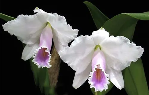 Cattleya quadricolor coerulescens SELF
